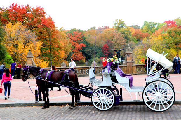 NYC: Central Park Horse-Drawn Carriage Ride (up to 4 Adults)