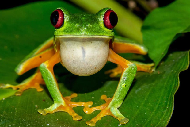 Desde Manuel Antonio: tour nocturno por el Parque de Conservación Rainmaker