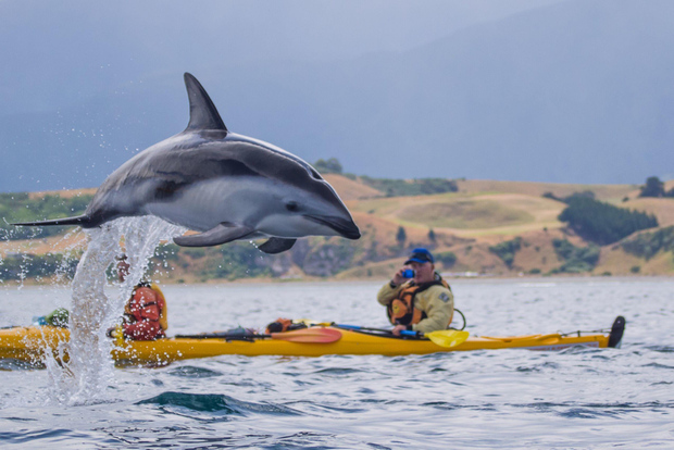 Kaikoura: Tour di mezza giornata in kayak con la fauna selvatica