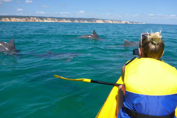 From Noosa: Dolphin Sea Kayaking and Beach 4X4 Tour
