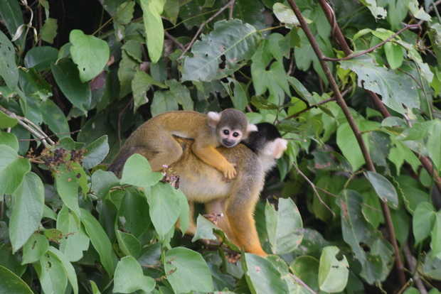 Puerto Maldonado: tour de 4 días por la selva de Tambopata