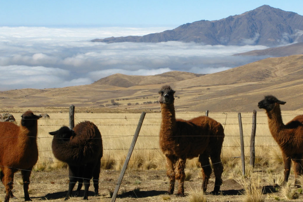 Tucumán: tour di un'intera giornata a Tafí del Valle