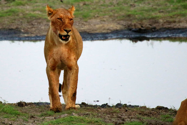 Von Kasane aus: Chobe National Park Camping Safari mit Übernachtung