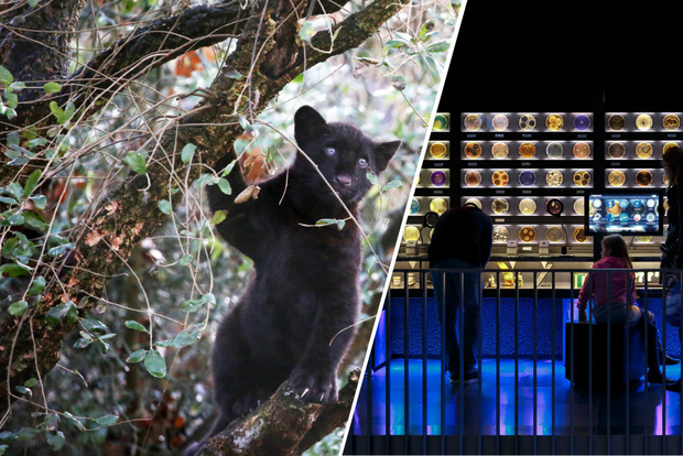 Amsterdam: Biglietto cumulativo Artis Royal Zoo e ARTIS-Micropia