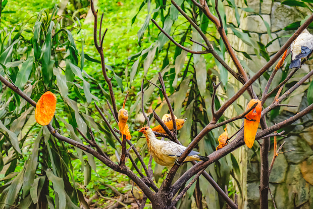 Kuala Lumpur: ingresso al parco degli uccelli e trasferimento condiviso di sola andata