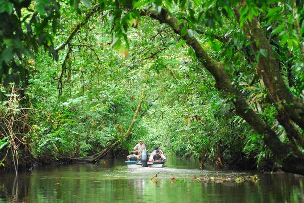 San José Tortuguero Park Dagsutflykt med frukost och lunch