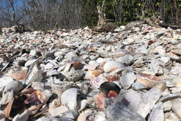 Marco Island: Ten Thousand Islands Shelling & Dolphin Tour