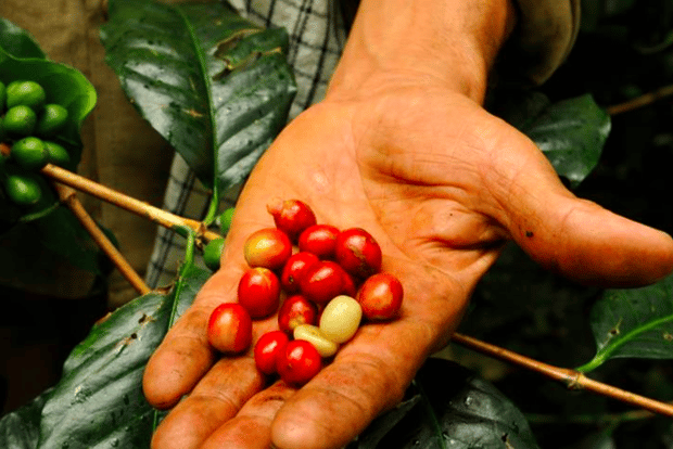 Bogotá: Colombian Coffee Tour with Farm & Daily Departure