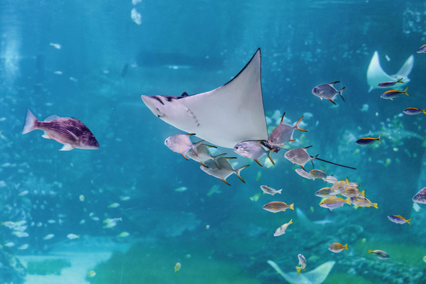 Комбинированный билет в Национальный аквариум и парк развлечений Adrenark Adventure