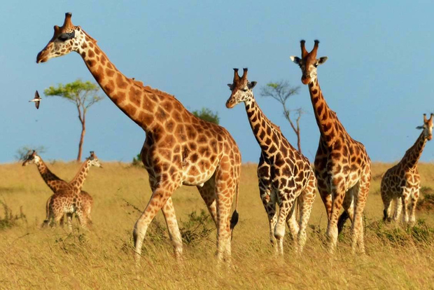 De Kigali: Safári de 1 dia no Parque Nacional Akagera