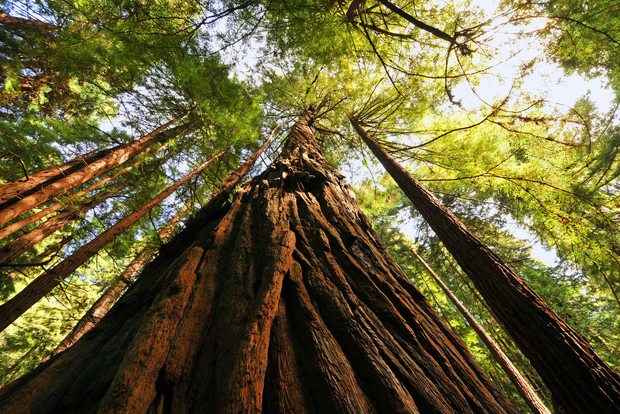 San Francisco: Private Muir Woods and Sausalito Tour