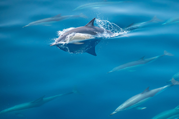 Da Tauranga: Tour di mezza giornata a nuotare con i delfini