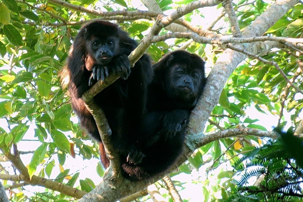 From Veracruz: Catemaco, Nature, Waterfalls & Monkeys Tour