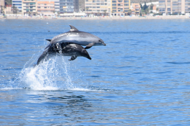 Benalmadena: Dolphin Watching Boat Tour