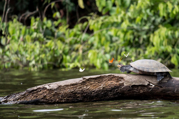 Selva Amazónica Peruana de Tambopata por Tres Días/Dos Noches