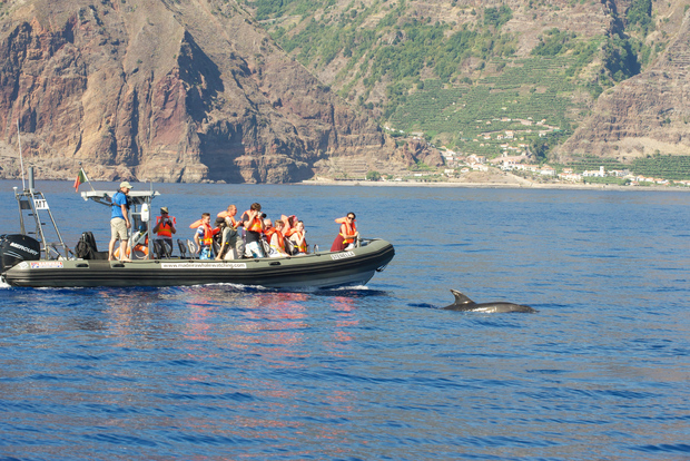 Da Calheta: tour in barca per avvistare balene e delfini a Madeira