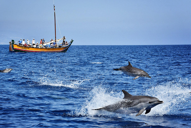 Madeira: escursione per l'osservazione delle balene in un'imbarcazione tradizionale