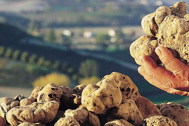 Alba Truffle Fair: Skip-the-Line Entrance and Private Tour