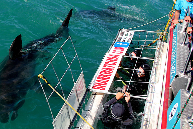 Desde Ciudad del Cabo: Inmersión en jaula de tiburones y excursión con pingüinos
