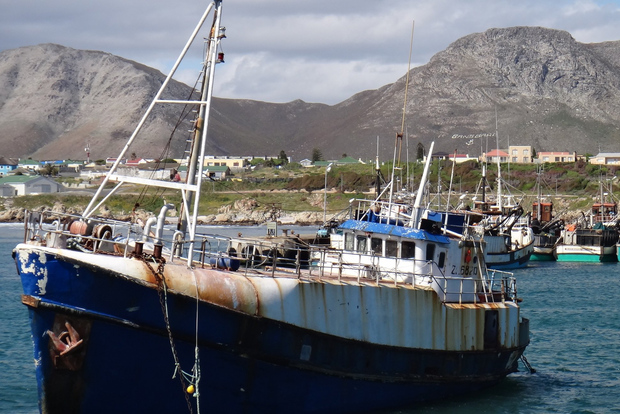 Ciudad del Cabo: Excursión de buceo con tiburones en el puerto de Gansbaai