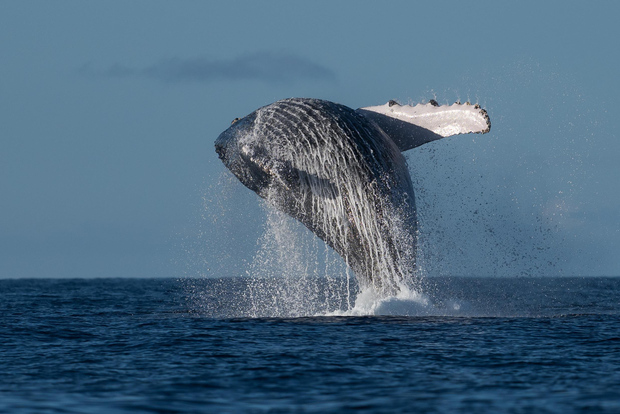 Mooloolaba : croisière observation des baleines