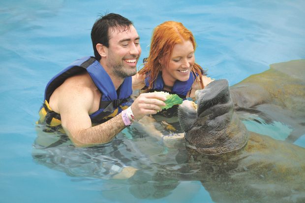 Puerto Aventuras: Encuentro con Manatíes