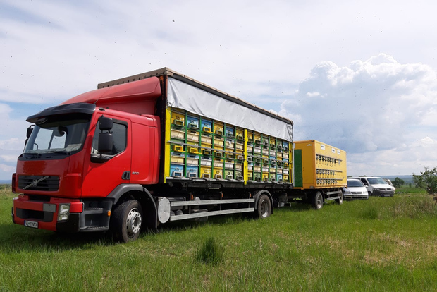 Bienen in Rumänien - Privater Imkerkurs und Mittagessen vor Ort