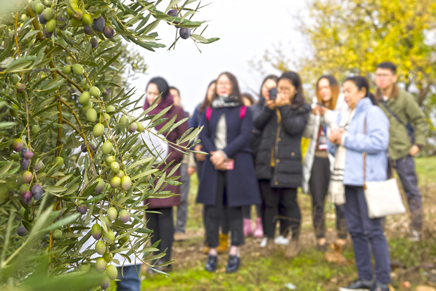 Jaén: excursão ao lagar de azeitonas e experiência de degustação de azeite