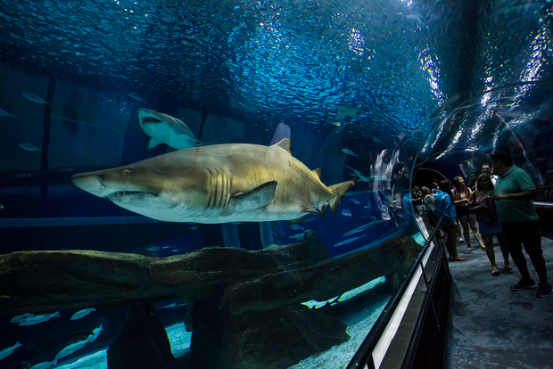 Rio: Olympic Boulevard, AquaRio och Museum of Tomorrow Tour