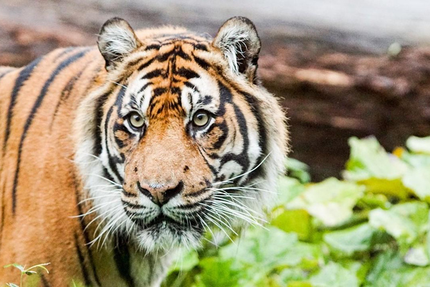 Zoo di Londra: Biglietto d'ingresso