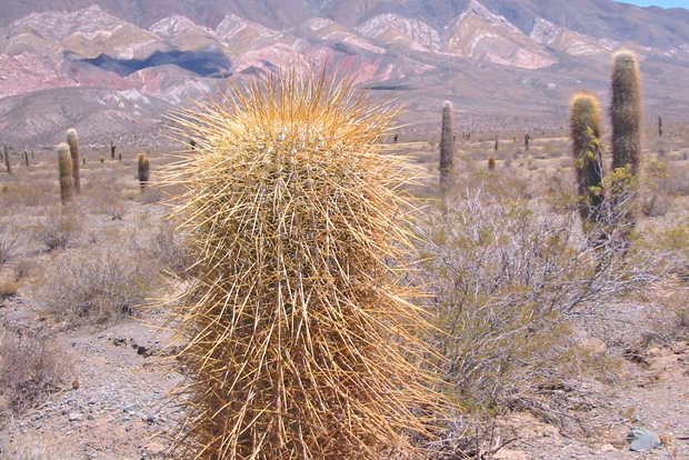 Da Salta: viaggio guidato di 3 giorni a Cafayate, Cachi e Humahuaca