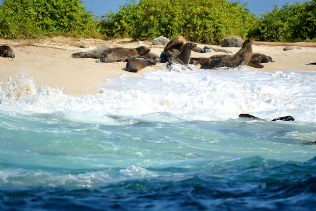 Santa Cruz: Galapagos Inseln 4 Tage Explorer Tour