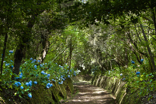 Madeira: tour guidato a piedi della foresta di alloro di un'intera giornata