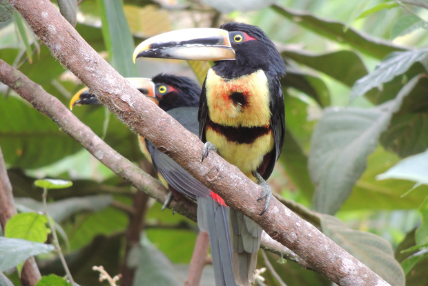 Von Quito aus: Geführte Tagestour zum Nebelwald von Mindo