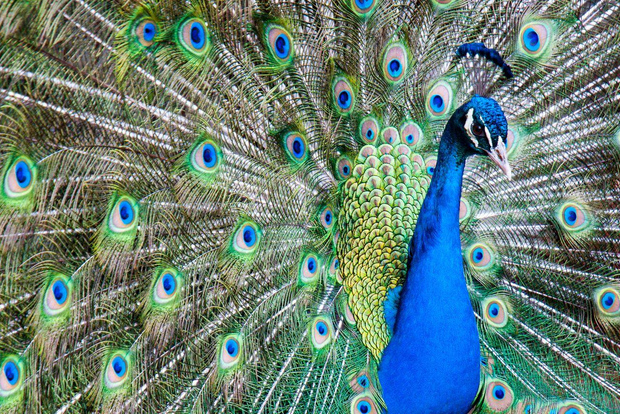 Alabama: Gulf Shores/Orange Beach Area Multi-Attraction Pass