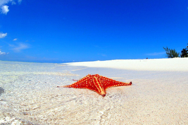 George Town : Visite guidée de la plage de Starfish Point avec transfert