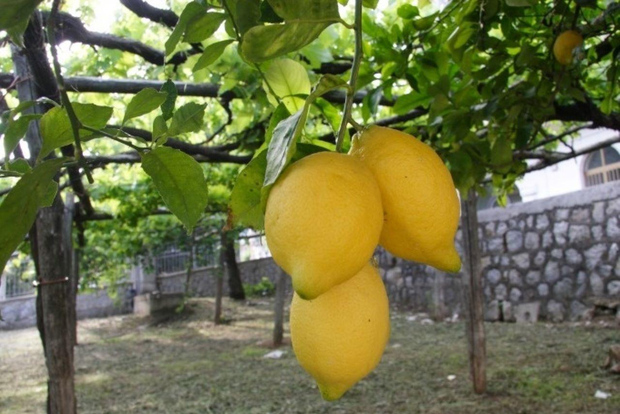 Lemon Experience with Limoncello demonstration