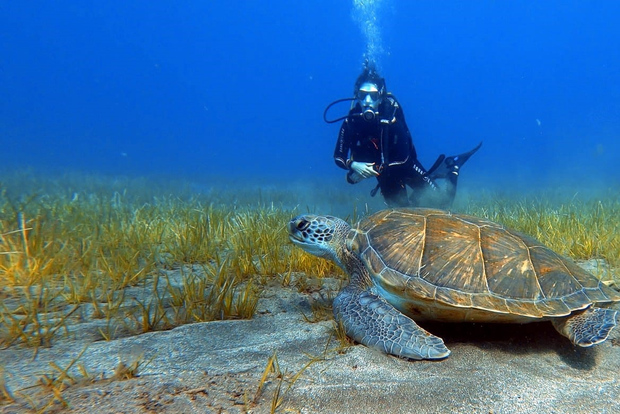 Tenerife: Lezione di immersione e immersione nell'Area Protetta di Abades