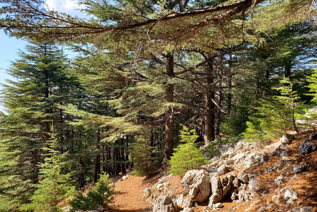 Cedars Shouf & Beiteddine w/pick-up, guide, entries+lunch