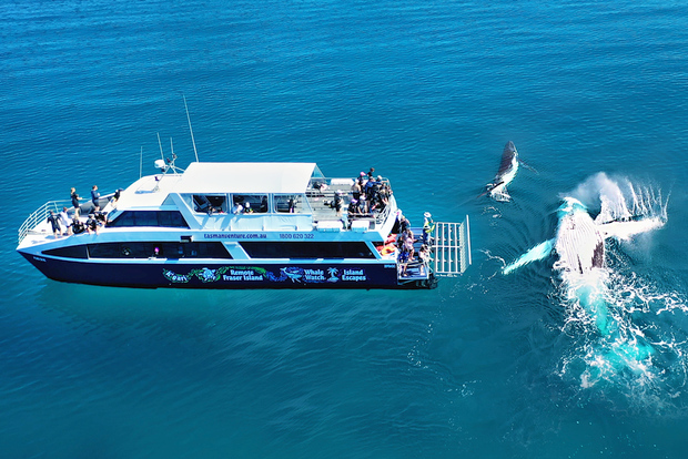 Fraser Island (K'gari): Remote Island and Whale Experience