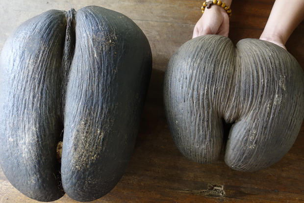 Praslin: Excursão de dia inteiro ao Vallée de Mai e à praia de Anse Lazio