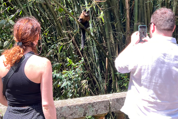 Private Tijuca Forest & Botanical Garden Guided Tour