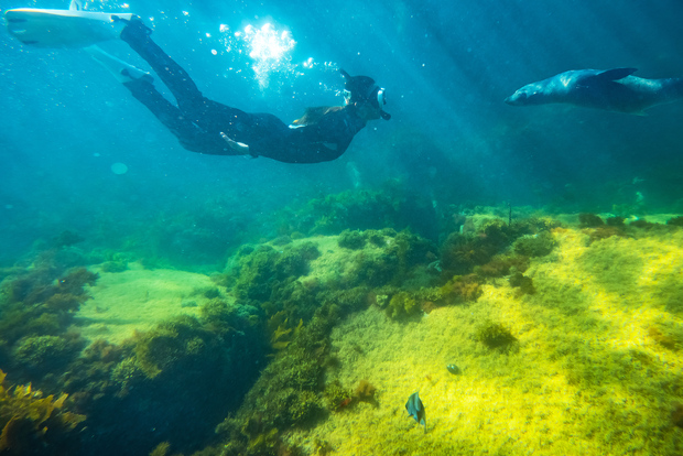Kangaroo Island: tour in barca per vedere i delfini, le foche e nuotare