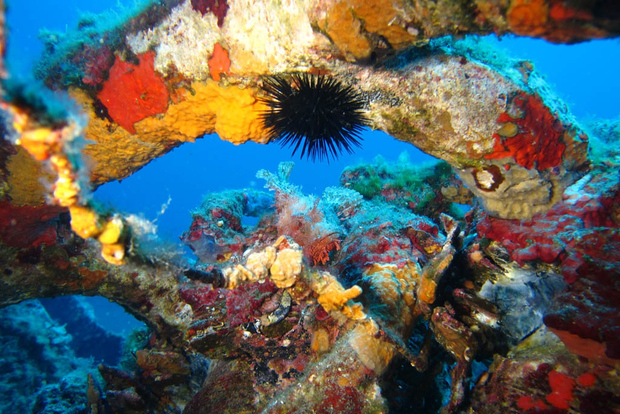 Calvi: PE20 Certifikat Dyklektioner med instruktör