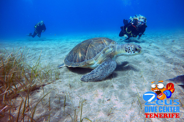 Tenerife: Esperienza di immersione per principianti sulla spiaggia di Abades