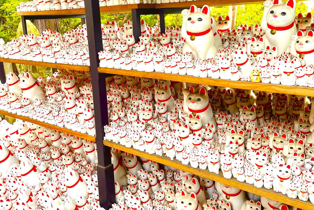 Tokyo: Tempio dei gatti di Gotokuji, Cat Cafe di Shinjuku e tour del gatto 3D