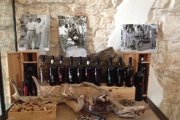 ¡Experiencia de cata de vinos en la campiña de Apulia!