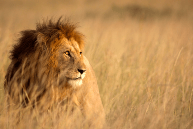 Nairobi: Half-Day Nairobi National Park Private Safari