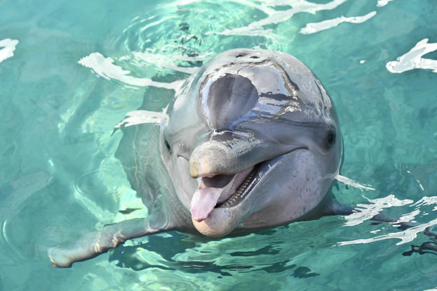 拿骚：半日导览岛游船、海洋生物观赏和浮潜