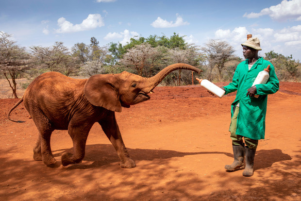 Nairobi Halbtagestour zum David Sheldrick und Giraffe Center